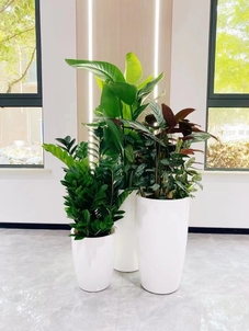 宁波花木出租价格实惠