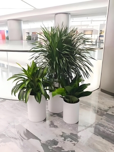 宁波海曙花木租赁设计